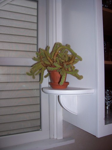 plant on shelf
