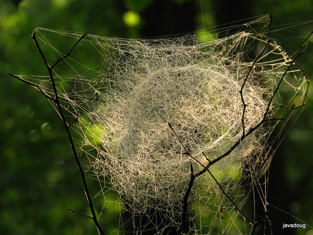 Backlighting a spider web