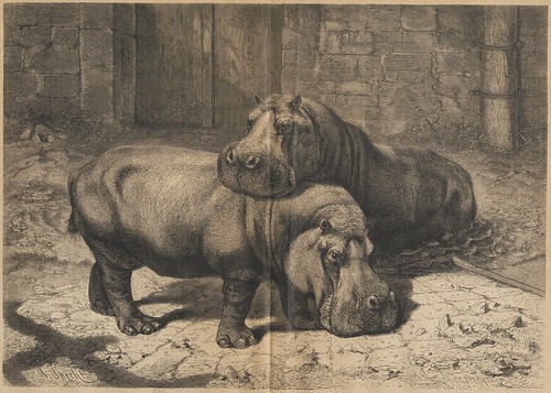 Hippos - Nijlpaard - Hippopotamus amphibius