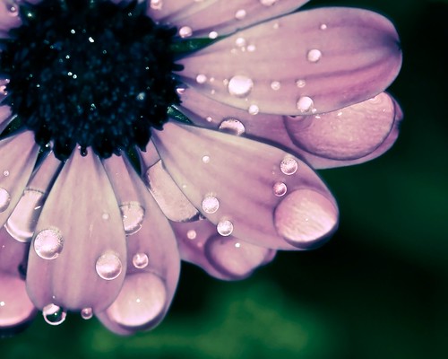 Flower wet by doug88888