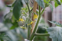 Tomatenbloem nr 2 update 20-06
