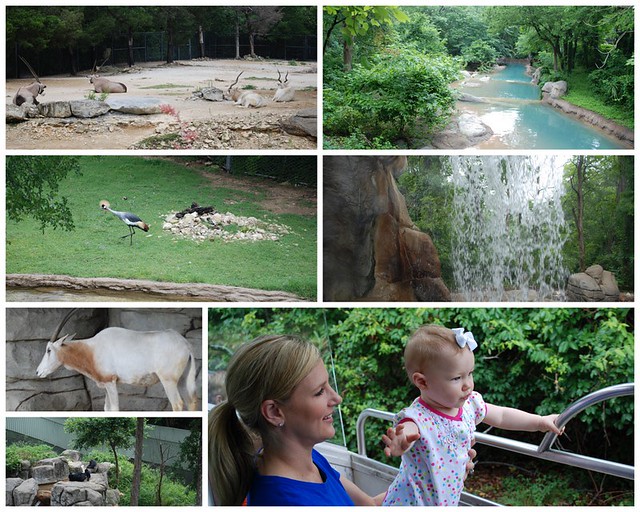 Zoo in May 20114