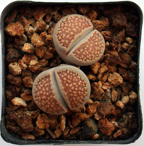 lithops8063 by love lithops