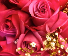 Pink Roses by randubnick