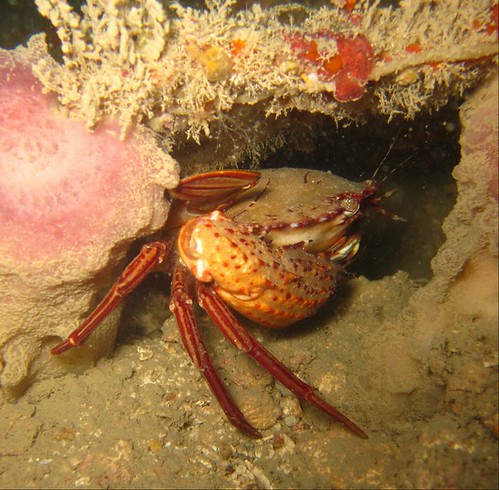 Red Swimmer Crab