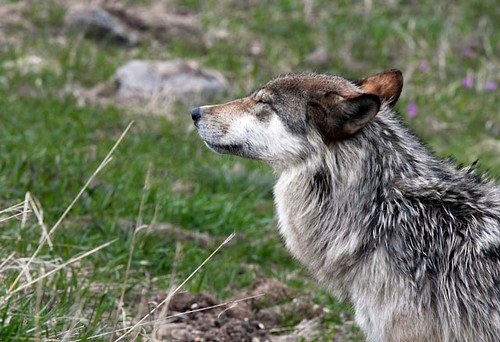 Female Gray Wolf by BKP2010