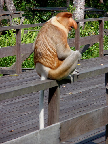 proboscis monkey male