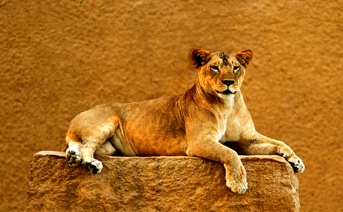 lioness by aljpri