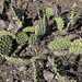 Altra specie di cactus in San Augustin de Valle Fertil