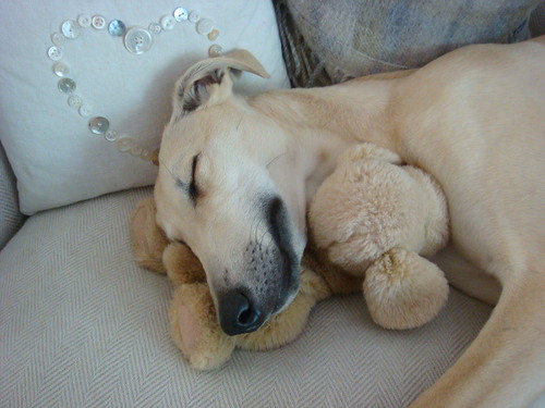 A teddy makes a comfy pillow for a weary lurcher puppy head :o) by Snookie's paw