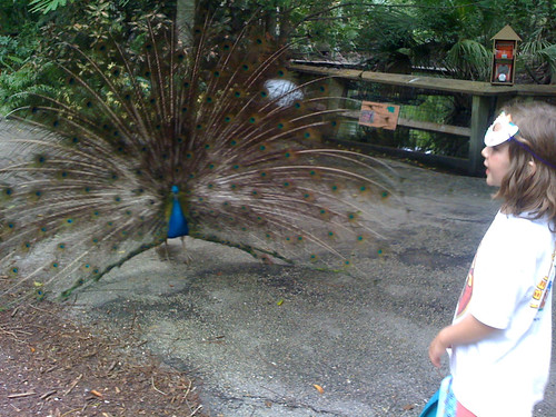 Zoo camp - peacock