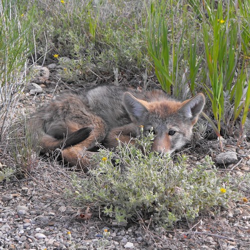 Look what we found hiding by the road at Mesa Verde.  We were afraid it had been hit but I think it was just wanting to lie down on the warm asphalt.  A life limiting behavior.  So cute though!