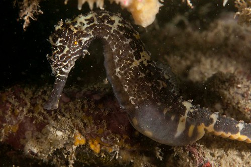 Tigertail seahorse, Hippocampus comes