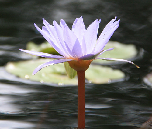 Blue-Purple Water Lily