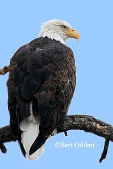 Bald Eagle modified with Photoshop