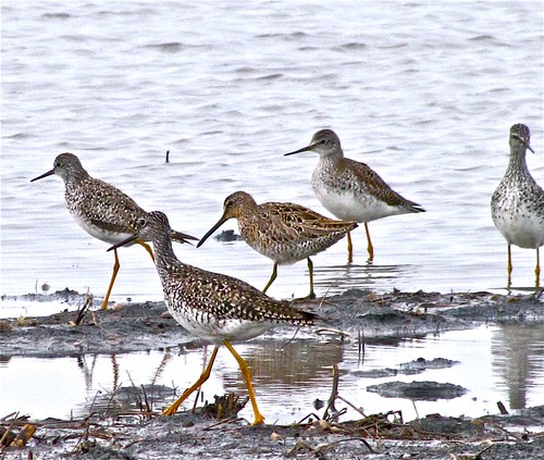 Long-billed Dowitcher with Greater and Lesser Yellowlegs