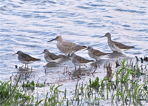 Willet with Lesser and Greater Yellowlegs 02