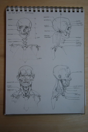 skull and facial muscles