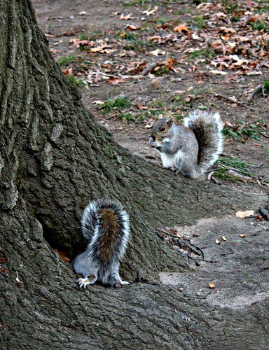 Nov29park-RedTailandSquirrels 016