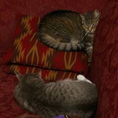 Two dozing cats