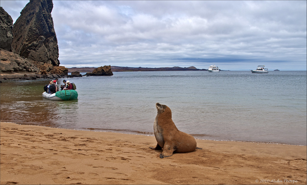 Sea Lion on Bartolome Island, Galapagos