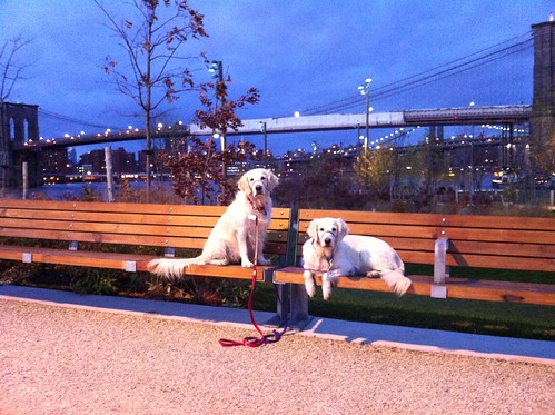 Frisket & Sailor take in the sunset view