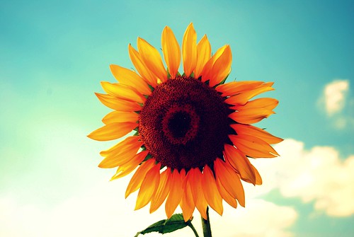フリー写真素材|花・植物|キク科|向日葵・ヒマワリ|黄色の花|
