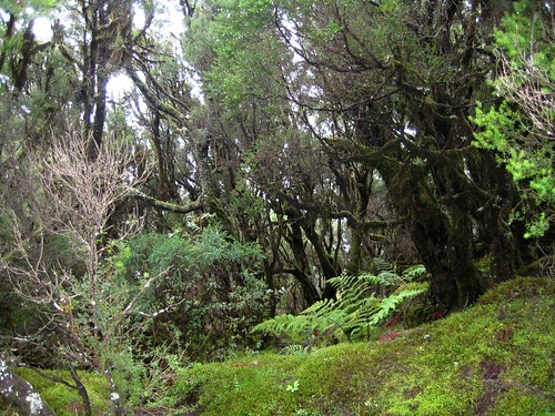 El bosque encantado de la laurisilva