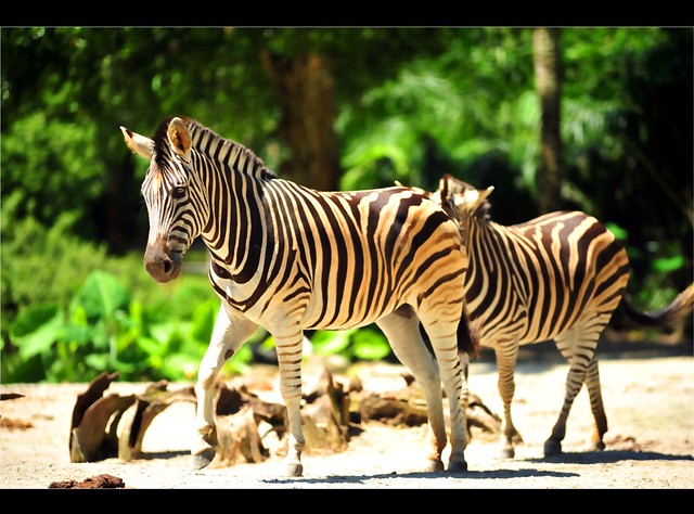 Zoo Taiping 3