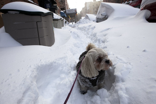 Dog walking, the morning after New York's big blizzard