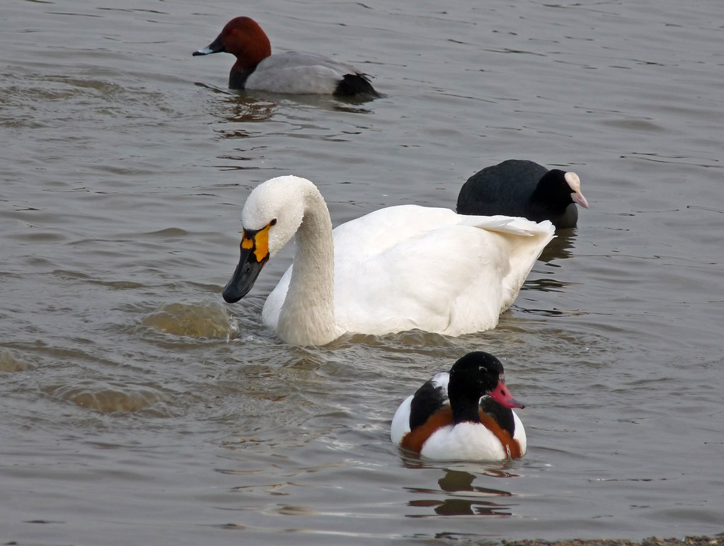 23821 - Bewick's Swan, WWT Slimbridge