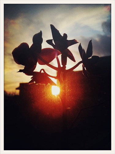 Orchids & sunset