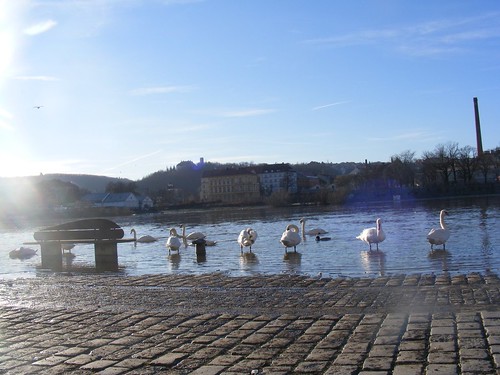 Swans wading..