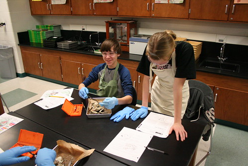 dissecting frog. dissection biology frog