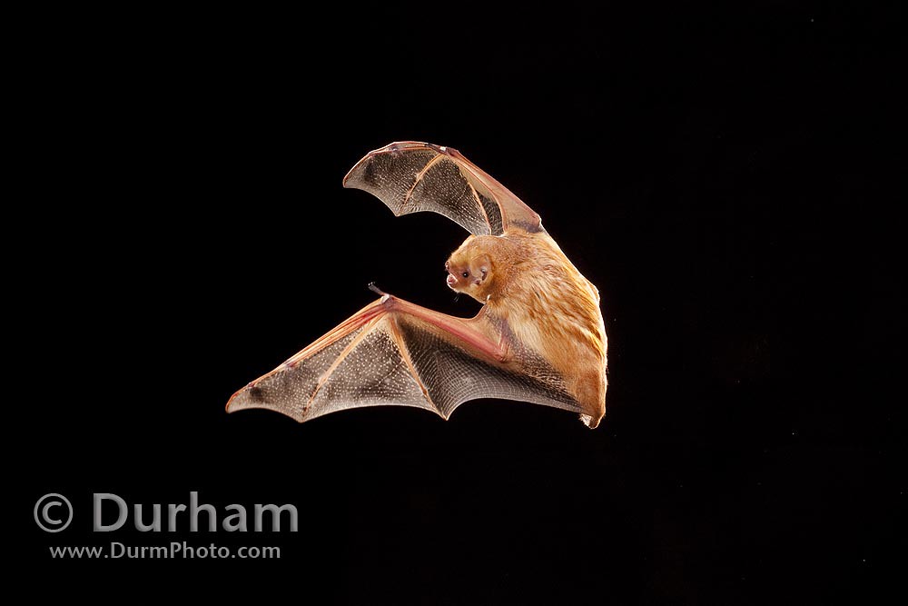 © Michael Durham / eastern red bat