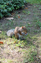 nyc squirrel