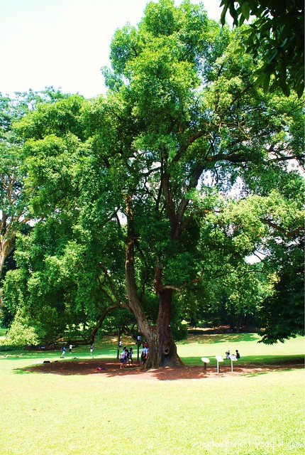 big tree