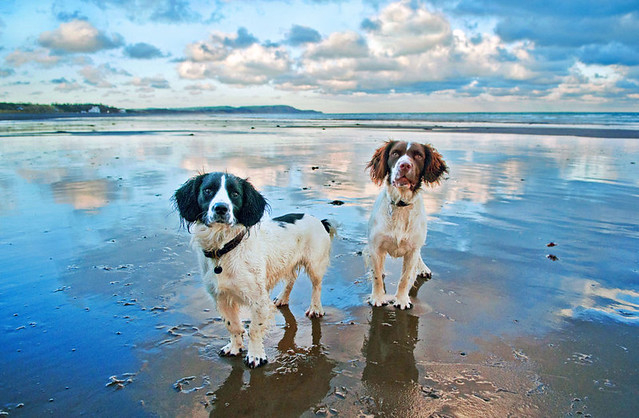 Happy Beach Dogs