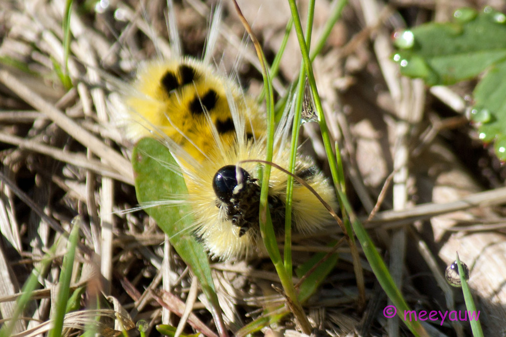 spotted tussock moth  03.jpg