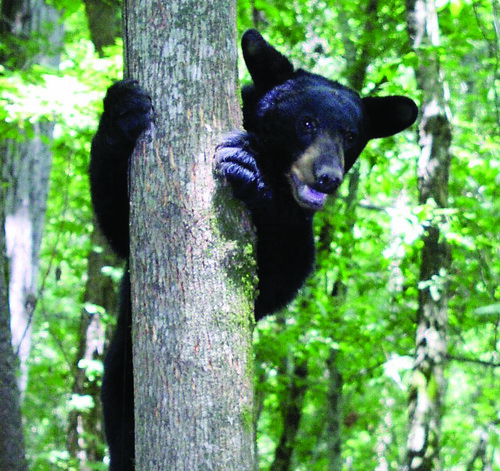 Louisiana black bear.