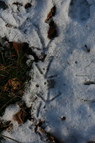 Whose footprints?