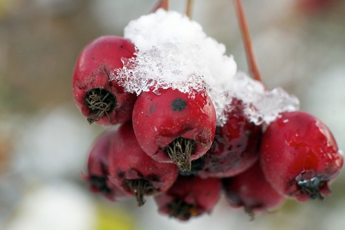 Berries with Snow
