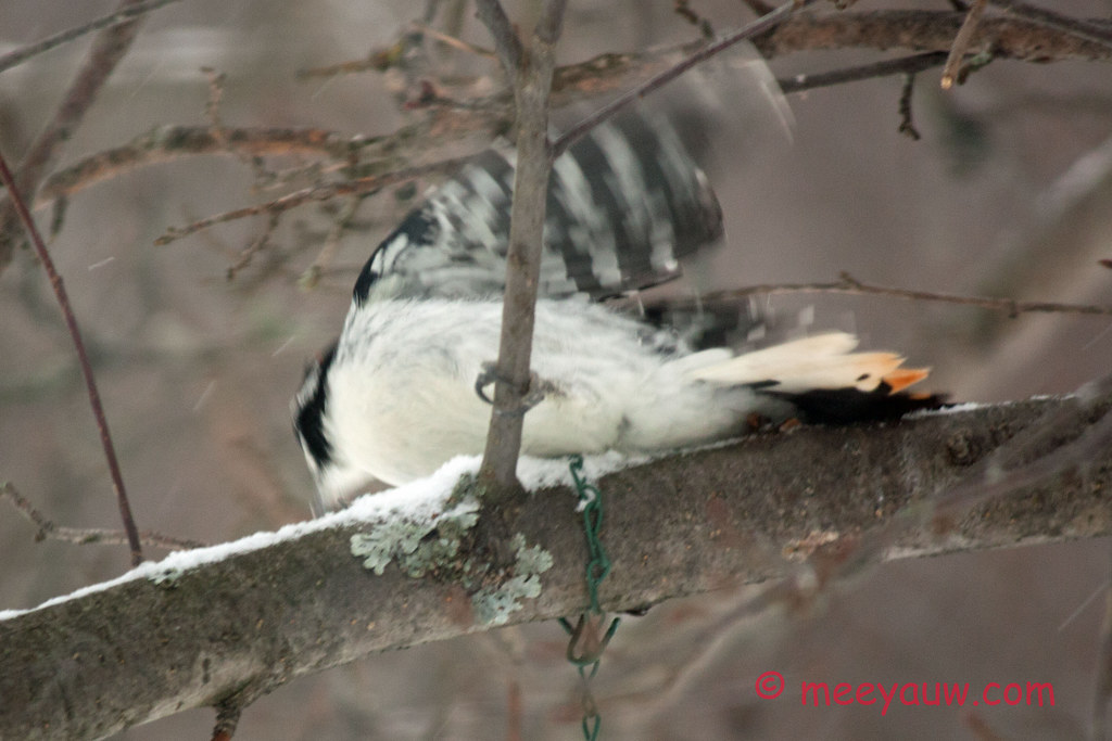 Woodpeckers    015.jpg