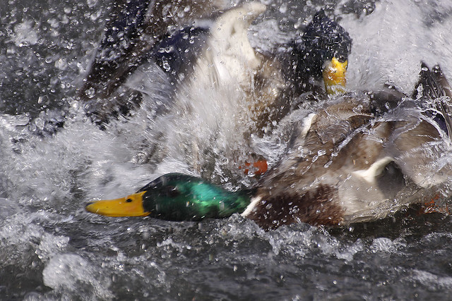 duck fight3