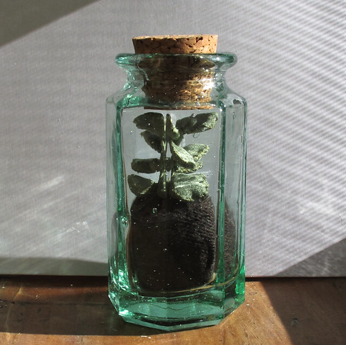 Black Thumb Terrarium- succulent no. 2