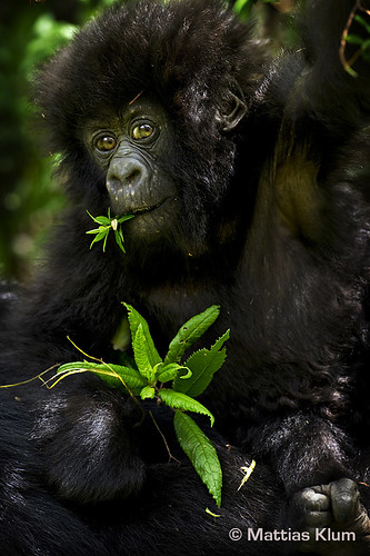mountain_gorilla_6_Rwanda