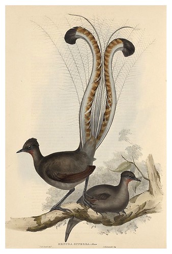 019-Pajaro Lira-The Birds of Australia  1848-John Gould- National Library of Australia Digital Collections