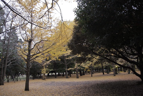 Golden ginkgos of Yoyogi Park