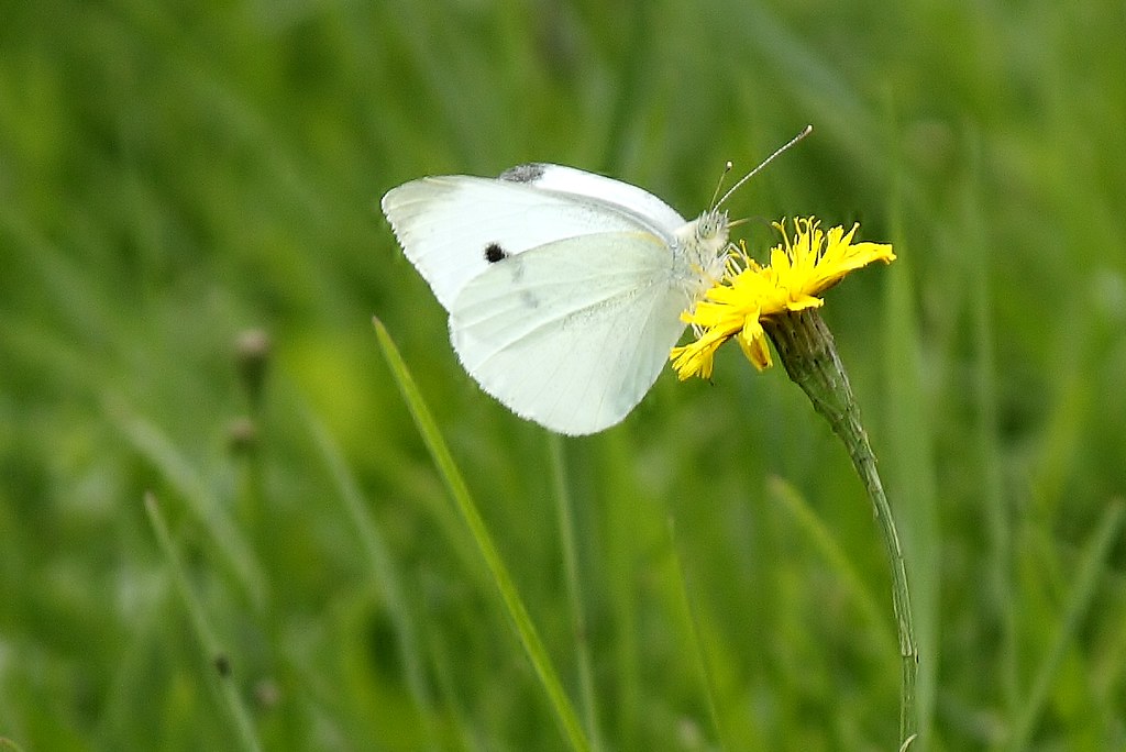 Cabbage White Butterfly (1)