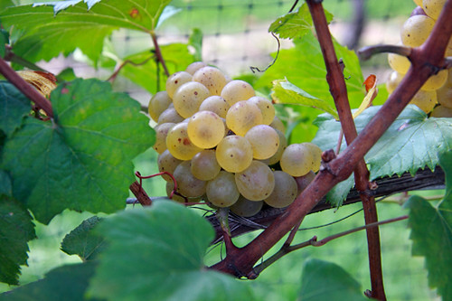 Long Island Chardonnay on the vine